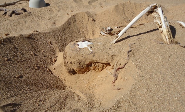 A half-buried victim of Tamouret - killed between 2003-2009